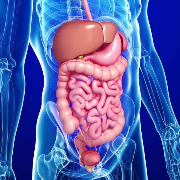 Gastro Care